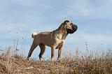 SHAR-PEI 033